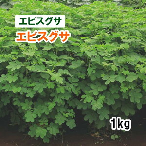 y Δp GrXOT z GrXOT 1kg q ͔|p AEFiXgST Ή q JlRc