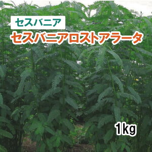 y Δp ZXojA z ZXojAXgA[^ 1kg q ͔|p Ή q JlRc