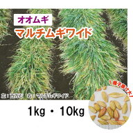【 緑肥用 オオムギ 】 マルチムギワイド ® （早枯れ）PVP 1kg 10kg 大麦 栽培用 種子 カネコ種苗