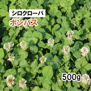 y p VN[o z {oX itj500g q qp ͔|p Ή q JlRc iցFtBAj