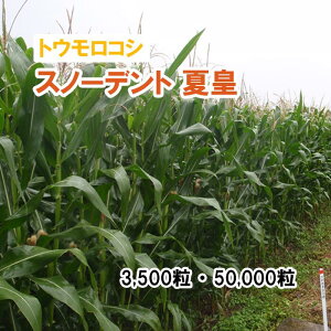 y p gERV z Xm[fg čc / SH2933 PVP 3,500 50,000 q ͔|p Ή Δ q c