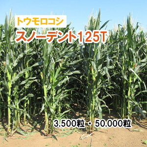 y p gERV z Xm[fg125T / SH2821 3,500 50,000 q ͔|p Ή Δ q c