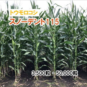 y p gERV z Xm[fg115 / LG31588 3,500 50,000 q ͔|p Ή Δ q c