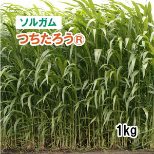 y p \K z낤R / W{ 1kg q q ͔|p Ή Δ q c
