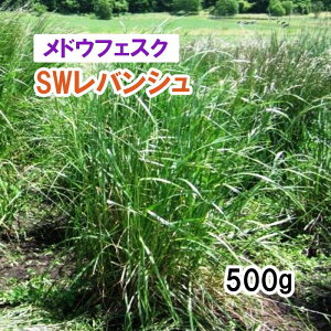 【 緑化用 メドウフェスク 】 SWレバンシュ 500g 牧草 放牧用 栽培用 緑肥 種子 雪印種苗