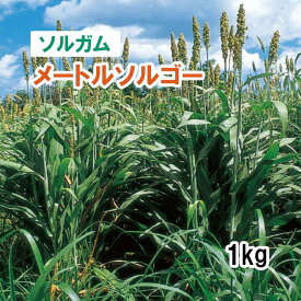 【 飼料用 ソルガム 】 メートルソルゴー （早生・子実型）1kg 牧草 放牧 採草 栽培用 緑化 飼料用 種子 タキイ種苗