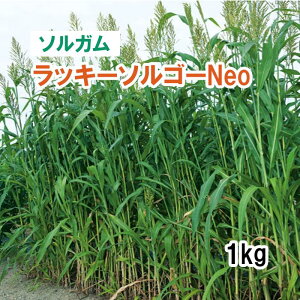 【 飼料用 ソルガム 】 ラッキーソルゴーNeo (早生・スーダン型)1kg 牧草 放牧 採草 栽培用 緑化 飼料用 種子 タキイ種苗