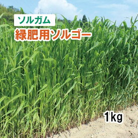【 飼料用 ソルガム 】 緑肥用ソルゴー （早生・スーダン型） 1kg 22.5kg 牧草 放牧 採草 栽培用 緑化 飼料用 種子 タキイ種苗