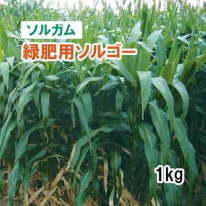 y p \K z 炩␫\S[ iӐE\S[^j 1kg q q ̑ ͔|p Ή p q ^LCc