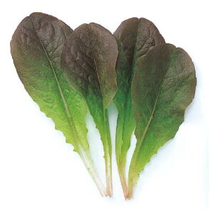 y ^X z bhC 1L y ̎ z ؎ ͔|p q xr[[t iJn̂