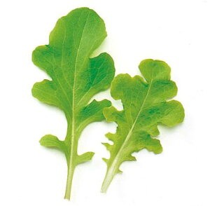 y ^X z O[I[N 1L y ̎ z ؎ ͔|p q xr[[t iJn̂