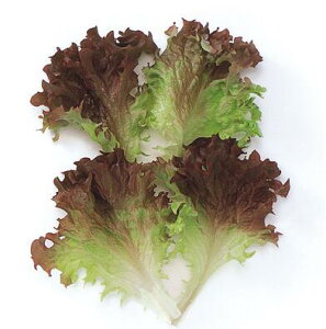 y ^X z bT 1L y ̎ z ؎ ͔|p q xr[[t iJn̂