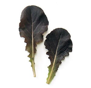 y ^X z bhCiėpj 1L y ̎ z ؎ ͔|p q xr[[t iJn̂