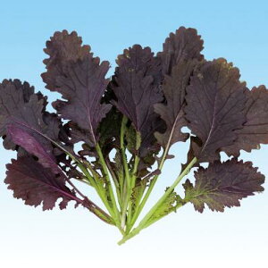 y t z ؗtbh}X^[h i ^g j 1L y ̎ z ؎ ͔|p q xr[[t iJn̂