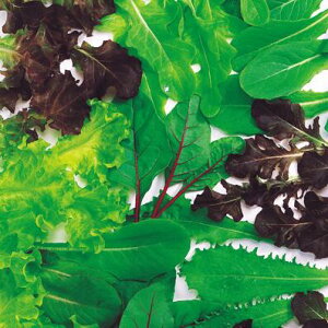 y t z^X~bNX 1L y ̎ z ؎ ͔|p q xr[[t iJn̂