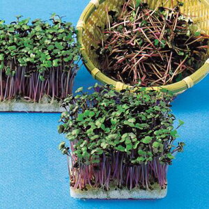 y JC z bhLxc 1L y ̎ z ؎ ͔|p t q XvEg iJn̂