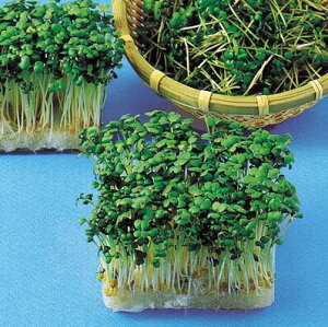 y JC z }X^[hi 炵 j 1L y ̎ z ؎ ͔|p t q XvEg iJn̂