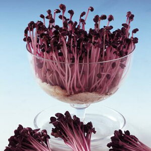 y JC z TS卪 1L y ̎ z ؎ ͔|p t q XvEg iJn̂