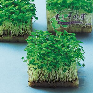 y JC z ̉ 1L y ̎ z ؎ ͔|p t q XvEg iJn̂