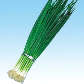 【 ネギ F1 】スーパー九条葱 1L 【 中原採種場 】 野菜種 栽培用 葉物 種子 葱 ねぎ ナカハラのたね