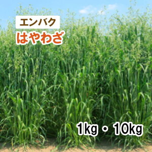 y p GoN z ͂킴 iɑj 1kg 10kg  q q ̑ Ή ͔|p q JlRc