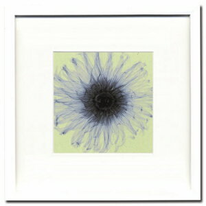 StevenN.Mayers Dahilla-small ISM-14135 X-RayPHOTOGRAPHY CeAA[g|X^[zt i o[Xf[ aMtg