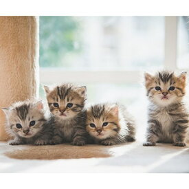 Petit Canvas Art 写真 アート プチ キャンバスアート なかよし 美工社 フレームレス ギフト 装飾インテリア 取寄品 ベルコモン