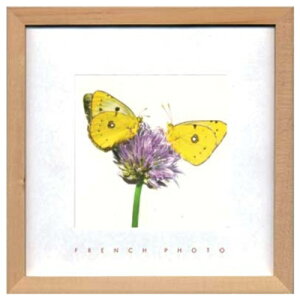French Photography �ʐ^ �A�[�g �t�����`�t�H�g�O���t�B�[ Yellow Butterflies ZFP-51924 �z�t���C���e���A ���i