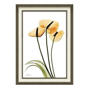 X RAY �L�����o�X�A�[�g �t�����[�A�[�g �A���o�[�g�N�[�c�B�[�� �A���X���E�� M�T�C�Y ���[�p���[ XR-12015 �z�t�� �C���e���A ���i
