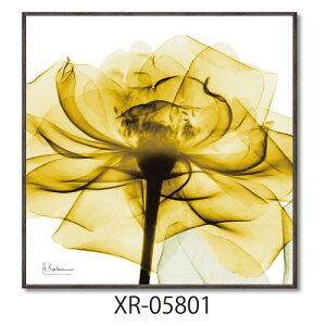 X RAYLoXA[g t[A[g Ao[gN[cB[ S[f[Y XNGAS [p[ XR-05801 zt CeA i