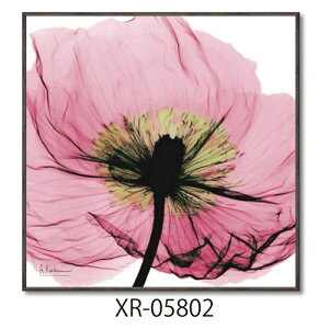 X RAYLoXA[g t[A[g Ao[gN[cB[ sN|s[ XNGAS [p[ XR-05802 zt CeA i