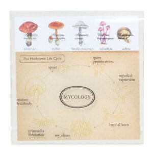 NAJo[ӂ t STUDY HOLIC ۗފw Green Flash Vw pi [։