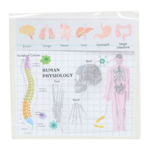 NAJo[ӂ t STUDY HOLIC lސw Green Flash Vw pi [։