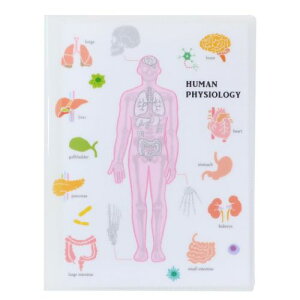 A4NAubNt@C |Pbgt@C STUDY HOLIC lސw Green Flash Vw G