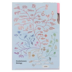 A5ポケットクリアファイル ポケットファイル STUDY HOLIC 進化生物学 Green Flash 新学期準備文具 学び 学問 メール便可