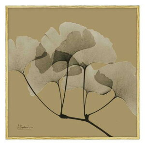 �y�|�C���g10�{ & �N�[�|���I�zX RAY �L�����o�X�A�[�g �t�����[�A�[�g �A���o�[�g �N�[�c�B�[�� ���[�t �I�[�J�[1 �X�N�G�AS XR-05807 ���[�p���[ �C���e���A �M�t�g �G�� ���{�� ���i