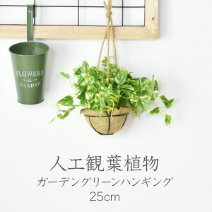 ハンギング 観葉植物の人気商品 通販 価格比較 価格 Com