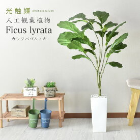 観葉植物 人工観葉植物 フェイクグリーン カシワバゴムノキ 送料無料