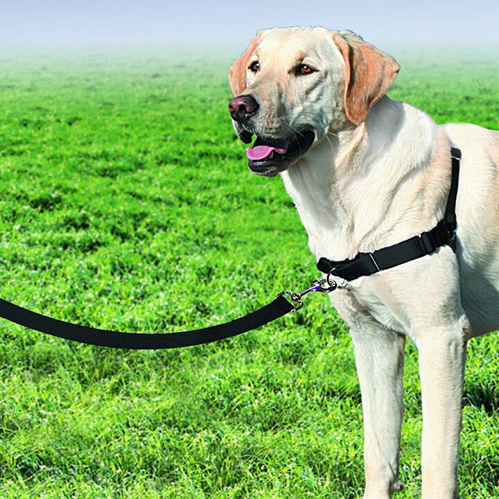 楽天市場】Wisfor 犬用リード ショルダーリード 犬 肩掛け ハンズ 