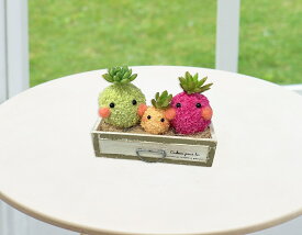 多肉植物 かわいい 結婚祝い 出産祝い バレンタインデイ ホワイトデイ いい夫婦の日 退職祝い 快気祝い おしゃれ ギフト 誕生日プレゼント 贈答 贈り物 お祝い 内祝い お礼 お返し 七五三 インテリア 置物 机キッチン 玄関玄関 部屋 癒し系観葉植物ココファミリー 1個送り