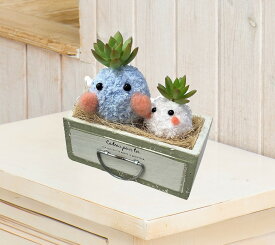 多肉植物 かわいい ミニグリーン 結婚祝い 出産祝い バレンタインデイ ホワイトデイ いい夫婦の日 退職祝い 快気祝い おしゃれ ギフト 誕生日プレゼント 贈答 贈り物 お祝い 内祝い お礼 お返し 七五三 インテリア 置物 机キッチン 玄関玄関 部屋 癒し系観葉植物ココペア