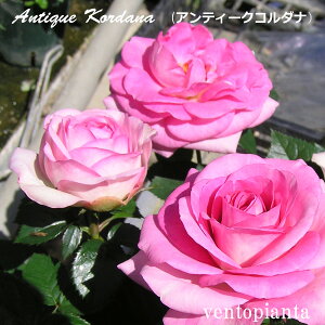 ~jo o AeB[NR_i 3 4Zbg Yn K[fjO oc 󏭂ȃo