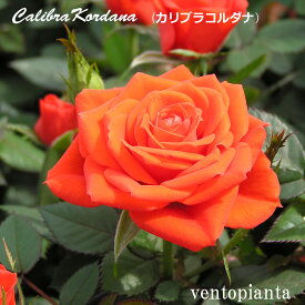 ミニバラ カリブラコルダナ バラ 3号鉢 3号鉢×4個 開花予定株 コルダナ コルダーナ コルデス バラ屋 10月中旬以降発送