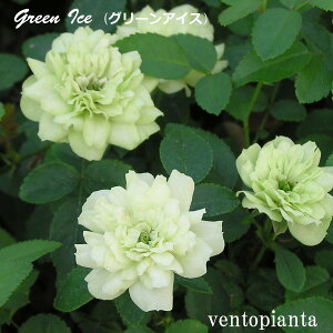 ~jo O[ACX o 3 4Zbg Yn K[fjO oc 󏭂ȃo