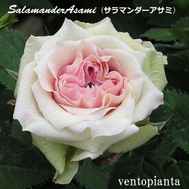 ミニバラ バラ サラマンダーアサミ 3号鉢 3号鉢×4個 ミニバラ苗 ローズガーデンイン グリッシュガーデン Rose