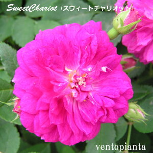 ~jo o XEB[g`Ibg 3 3×4 Jԗ\芔 o 10{ȍ~