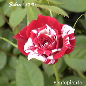 ミニバラ バラ ゼブラ 3号鉢 4個セット 産地直送 ガーデニング バラ苗 希少なバラ