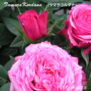 ~jo ^}R_i o 3 3×4 Jԗ\芔 R_i R_[i RfX o 10{ȍ~