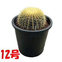 楽天市場】サボテン 金鯱（サイズ（植木鉢）10 ～ 12号）の通販