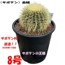 金鯱 キンシャチ ゴールデン パレスカクタス 玉サボテン サボテン 8号 引っ越し祝い 大鉢 新築祝い 希少 サボテン村 岐孝園